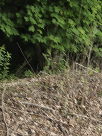 First image
